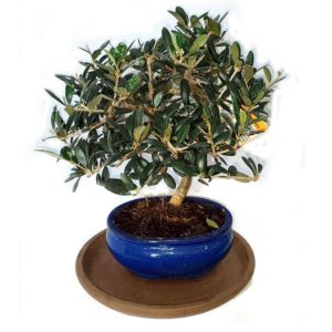 bonsai olivo maceta azul