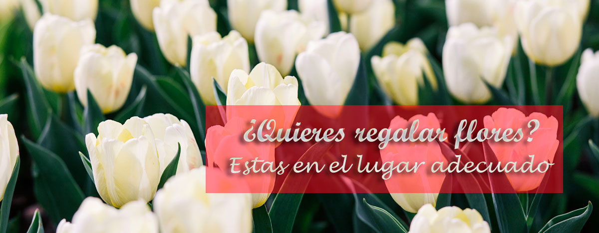 Entrega 24h con tarjeta dedicatoria Flores naturales San Valentín 