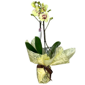 planta-orquidea-phaleonopsis-lemon-02