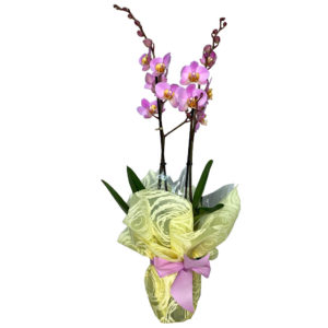 planta-orquidea-lila-01