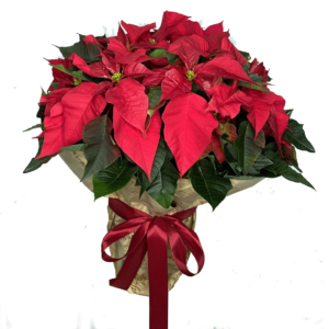 flor de pascua tamaño extra